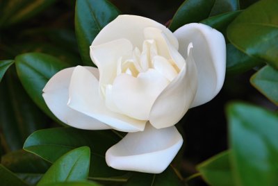 Magnolia grandiflora 'Edith Bouge' - šácholán - květ2